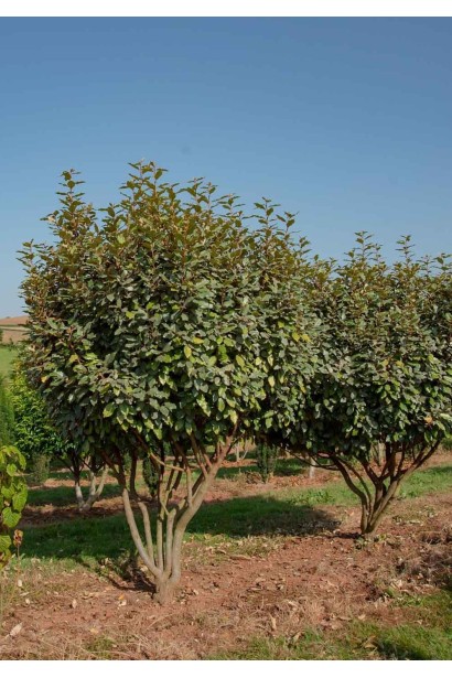 Елеагнус сріблястий на мультиштамбі